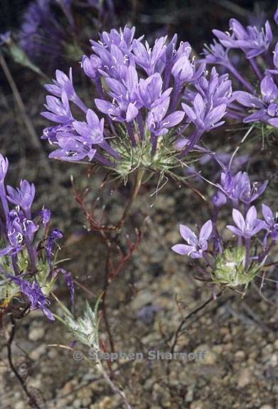 eriastrum pluriflorum ssp pluriflorum 1 graphic